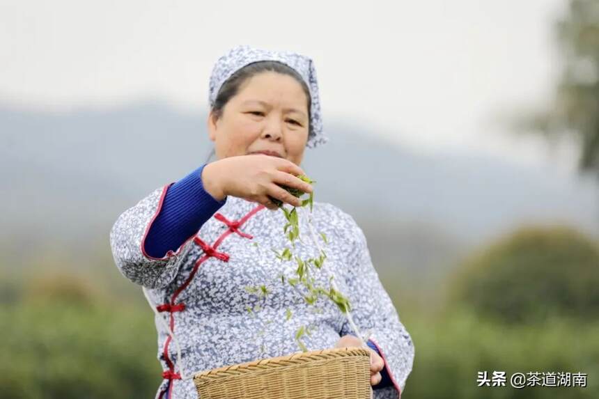 闻“春”而动，香飘万里---昨日这场活动嗨翻杨溪桥