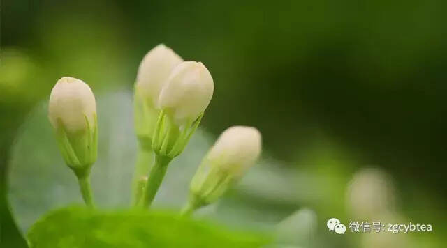 有一种传承叫做陈铮（父子双大师，一门茉莉香）