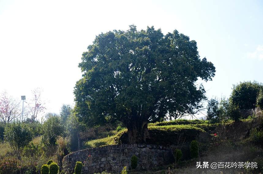 2019百花吟茶山行第三站香竹箐：锦绣茶祖，汤柔味纯，初心不改