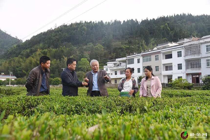 上犹县供销社聘请翁昆为茶叶产业技术顾问