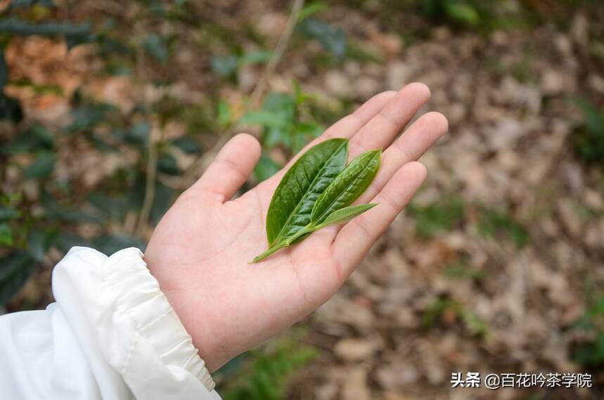 2019百花吟茶山行第七站百花潭：曲径通幽，幽谷生香