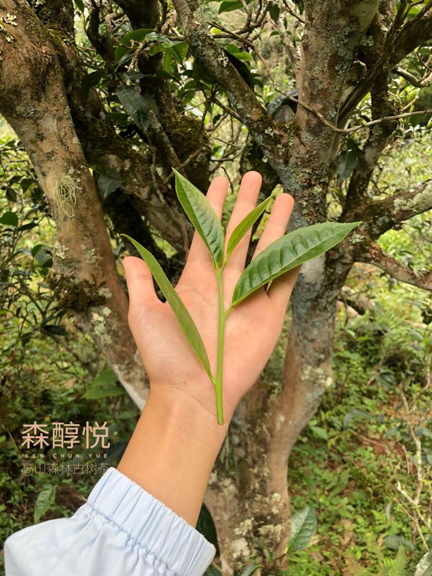 普洱茶真的可以一口喝出是哪个山头吗？