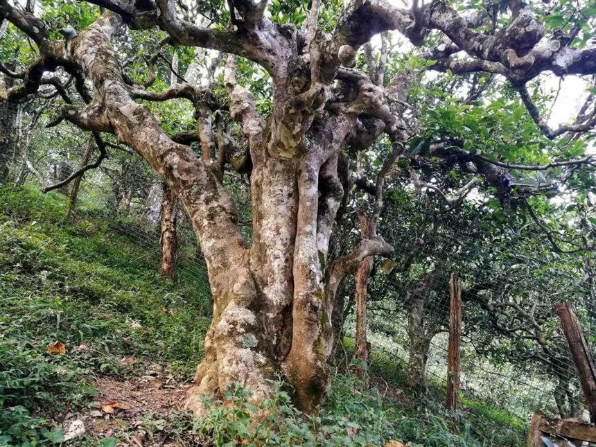 500年以上南糯山原料，造就深山甜韵，化作这一盏“蜜香甘甜”