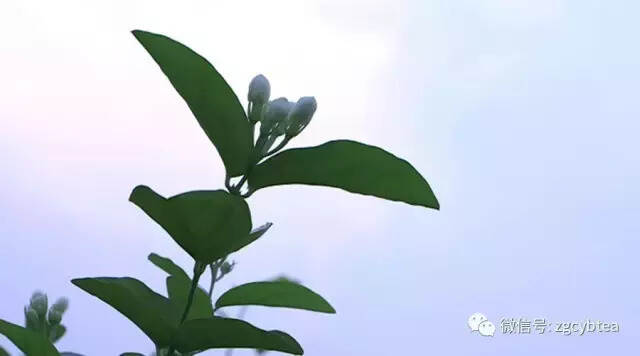 有一种传承叫做陈铮（父子双大师，一门茉莉香）