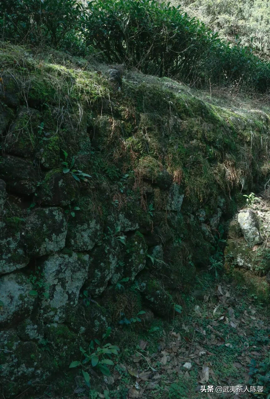 不同地形区域的武夷山茶园之美