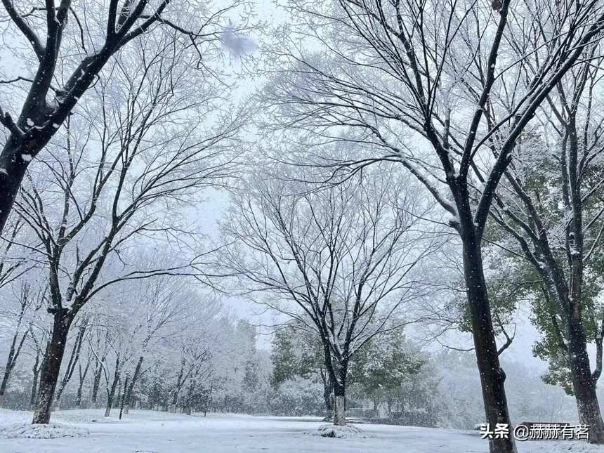 梅花雪水，煮水烹茶，这样的极致享受，你喜欢吗？