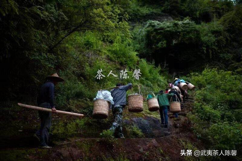 武夷岩茶｜一片叶子 带你了解武夷山的一方水土