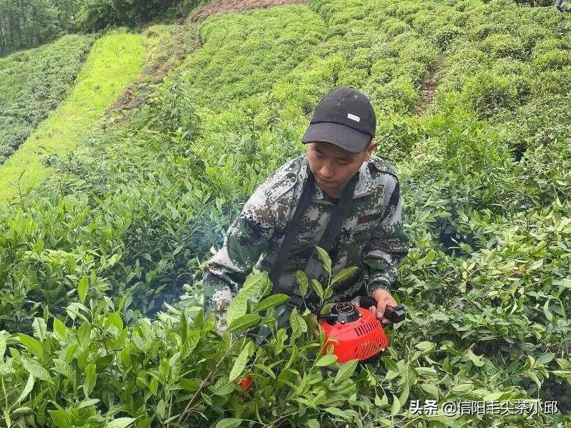 初夏时节，春茶结束了！开始修剪自家茶园