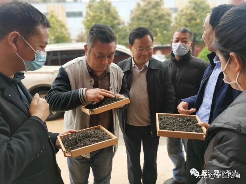 “品茶论道 谈渠江薄片”姜世星为渠江薄片把脉问诊