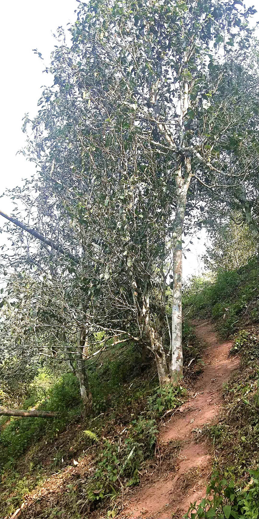 1700年的倚邦茶树，你信吗？