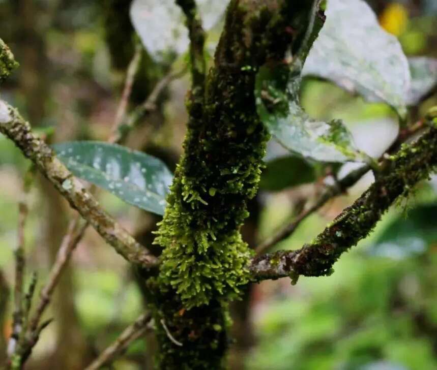 青茶 | 闽北乌龙 --- 武夷岩茶之醇不过水仙 斗茶味兮轻醍醐