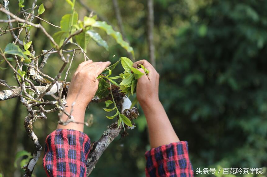 千年古茶树不是传说！带您近距离感受邦崴1800年茶王树王者风范