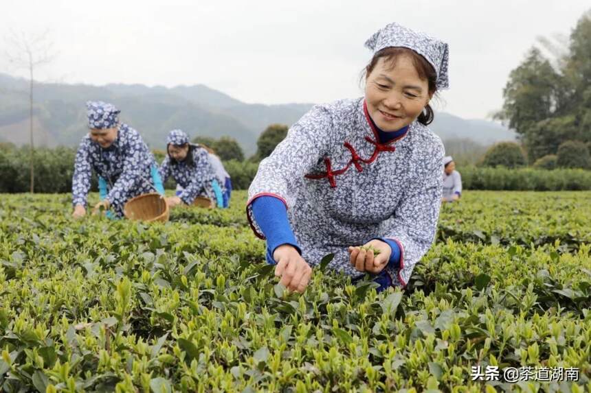 闻“春”而动，香飘万里---昨日这场活动嗨翻杨溪桥