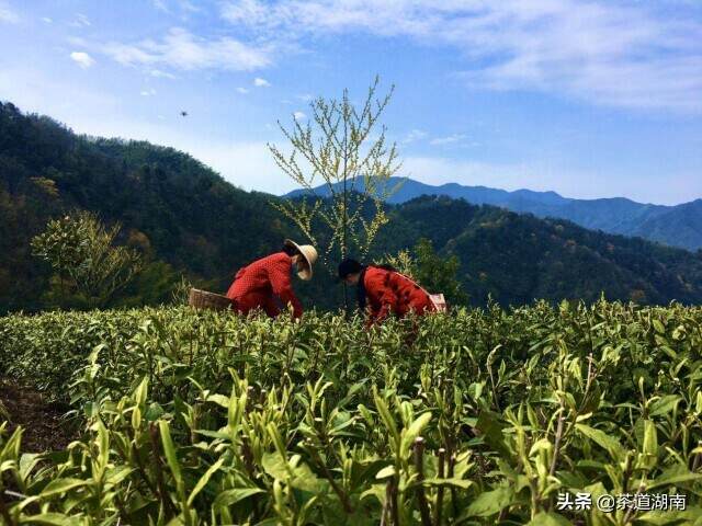 君和：“乌云界”下藏仙境，茶香四溢“富贵花”