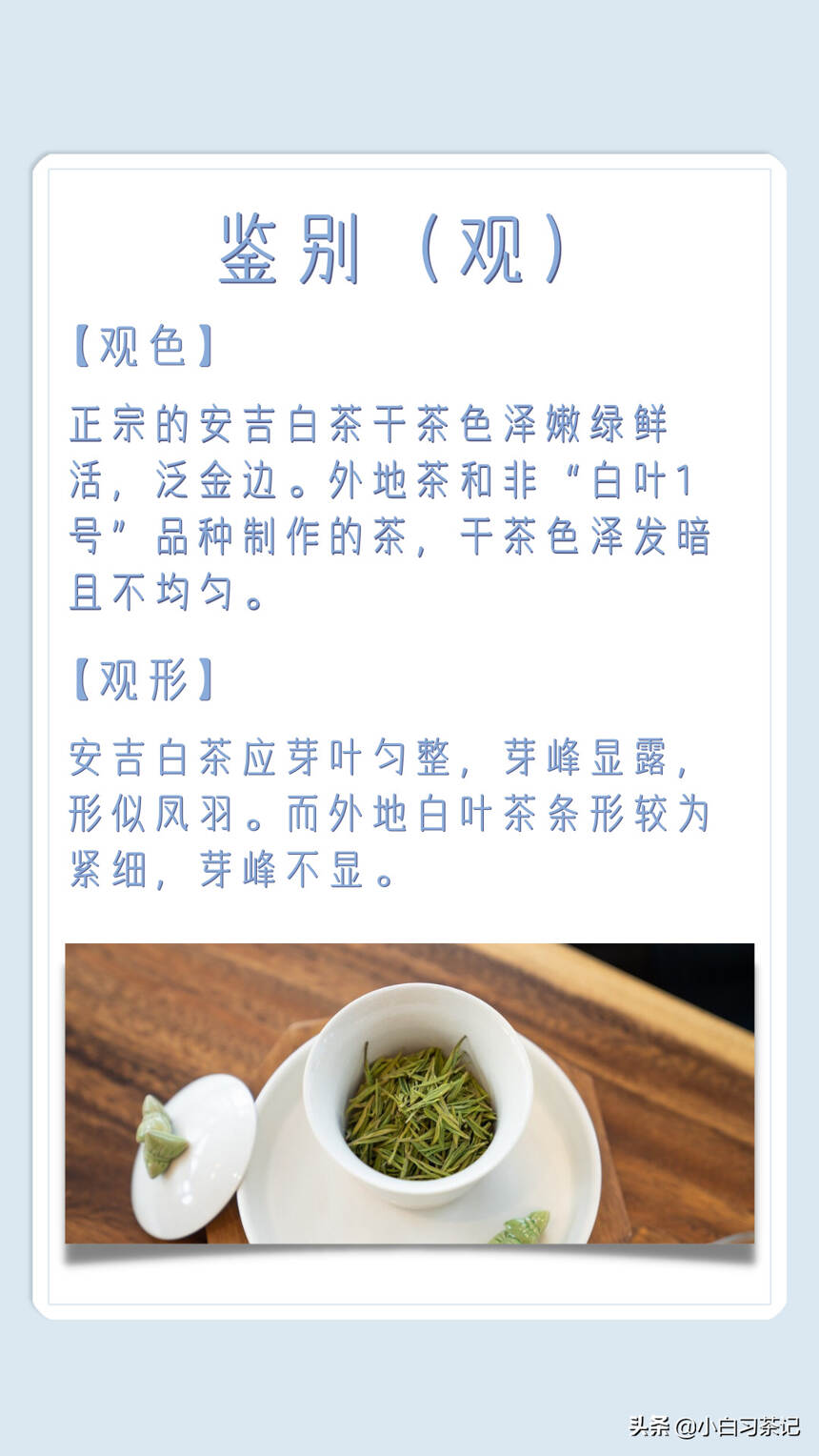 每天了解一款茶，安吉白茶篇