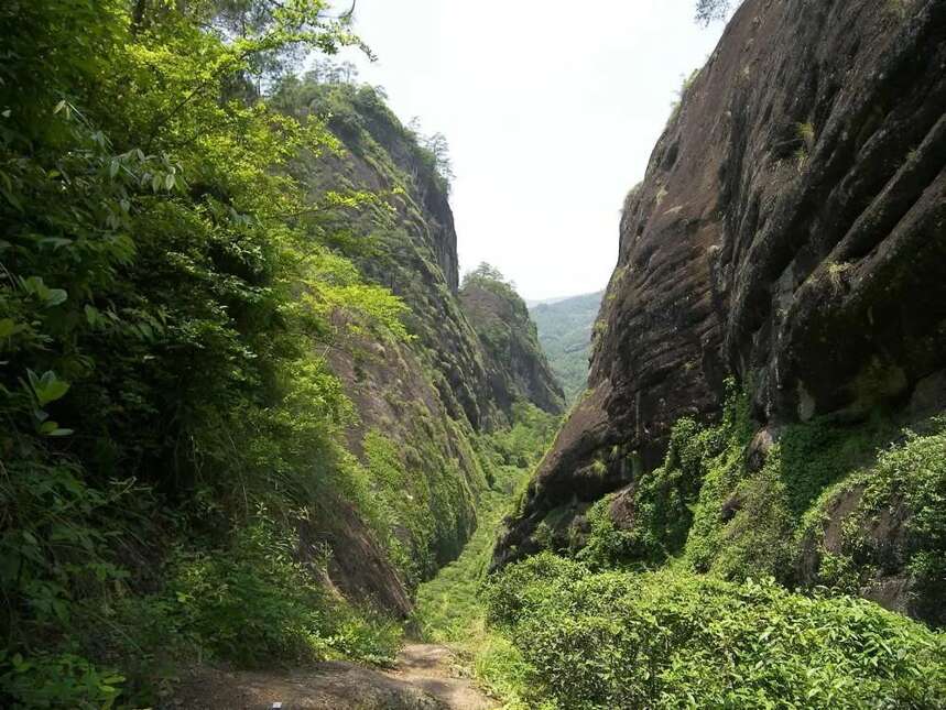 青茶 | 闽北乌龙 --- 武夷岩茶之四大名枞--铁罗汉的铁骨柔情