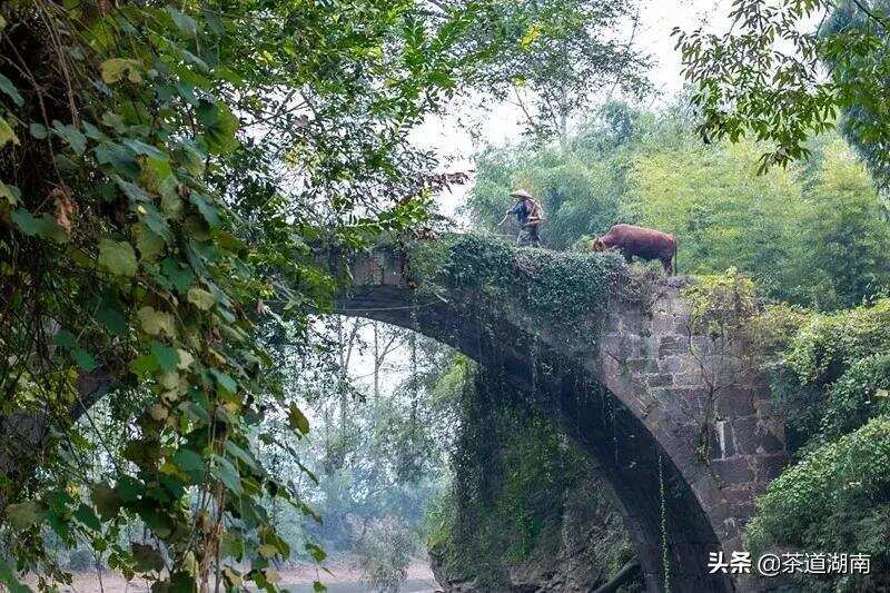 老茶蔸说茶之三：茶之艺