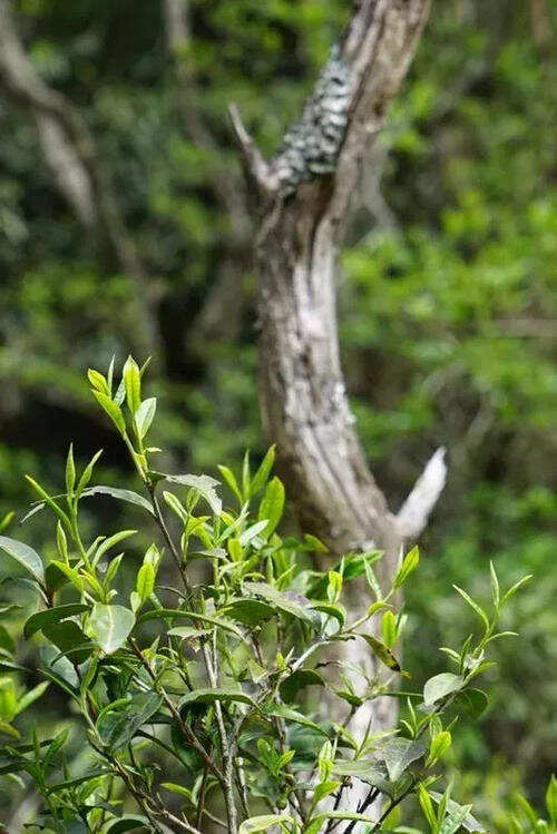 老茶新茶与你共饮，大事小事说给你听