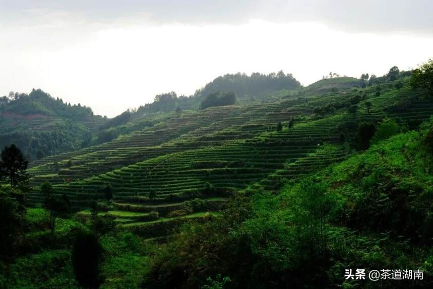 一叶茶里看振兴丨“潇湘茶”品牌价值又一次挺进四强