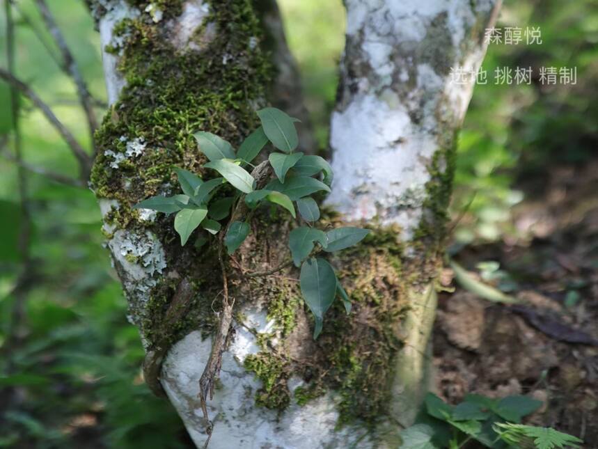 一文告诉你，为什么高山云雾出好茶？