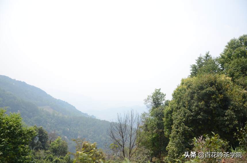 2019百花吟茶山行第十站困鹿山：深藏功与名的皇家古茶园