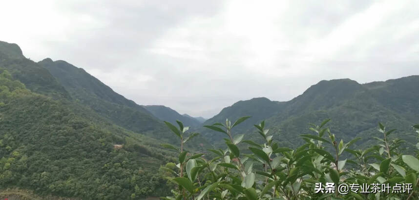 【2020福鼎寻茶记一】太姥山荒野茶