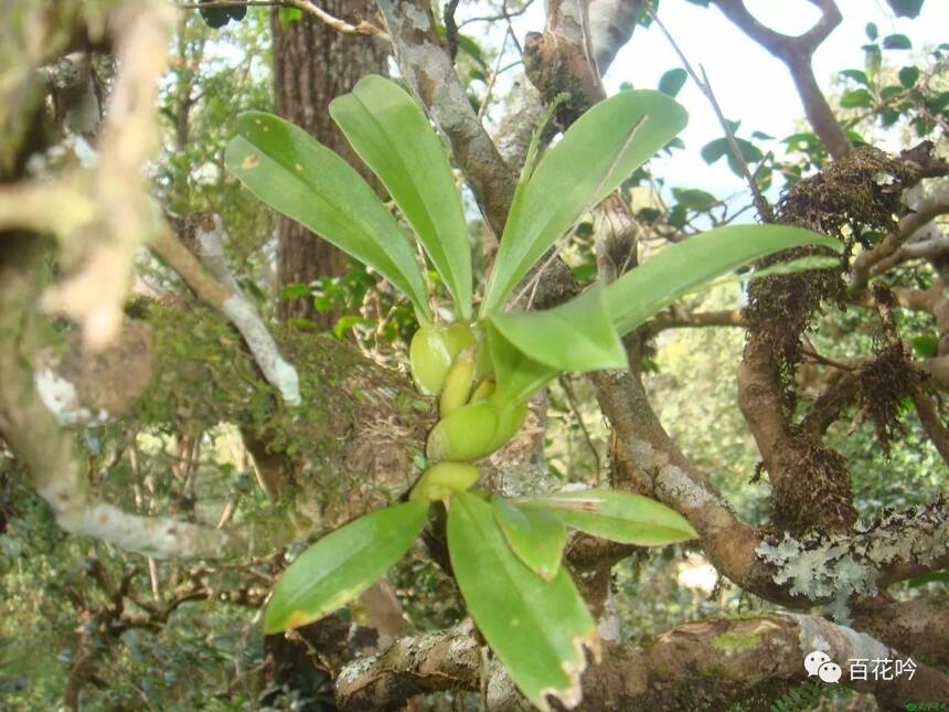 干货丨普洱茶故乡—千年传说“景迈”