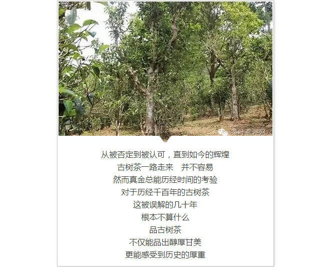 茶理王 | 普洱品鉴跳级班：古树茶也有黑历史