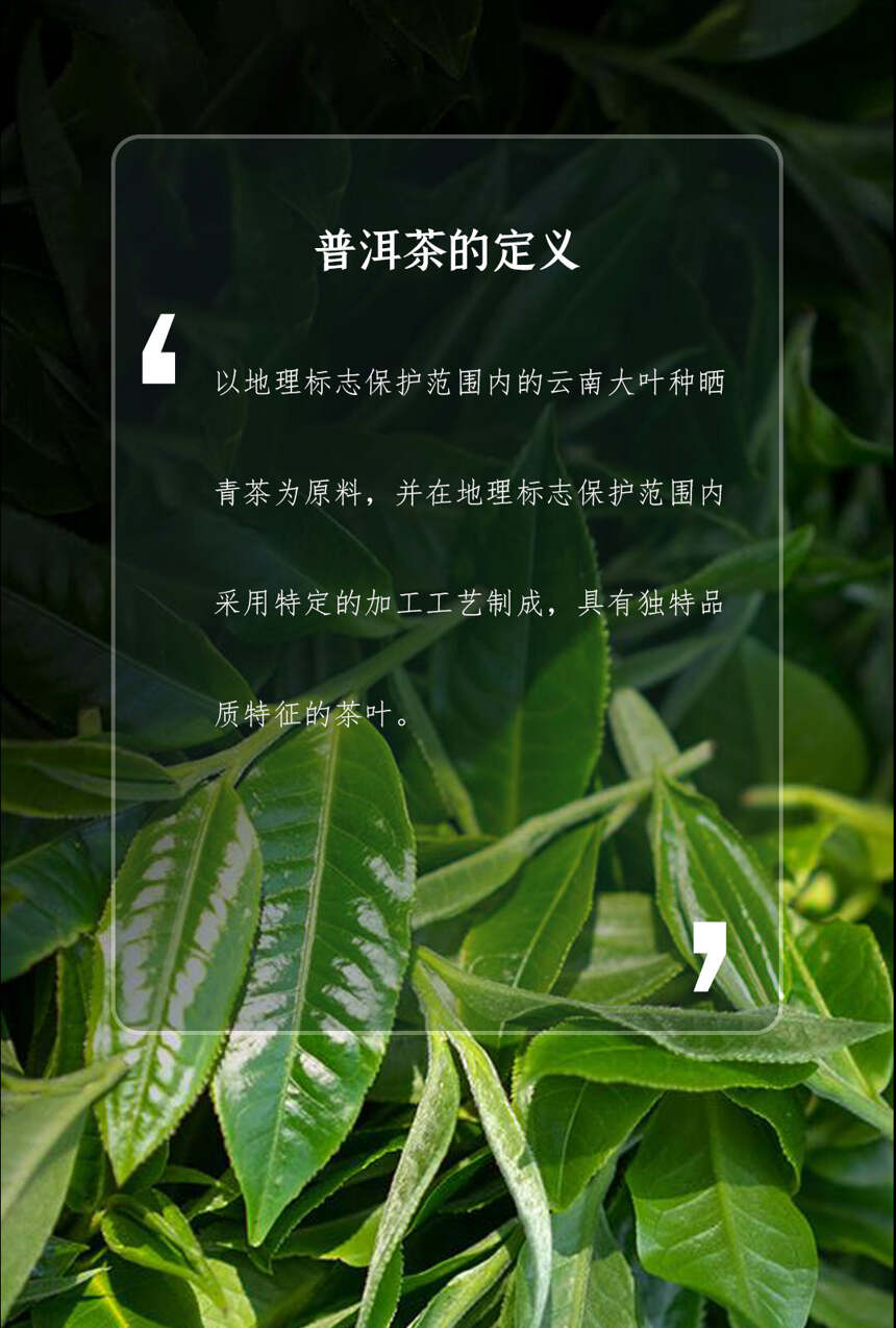 以润茶识 | 普洱茶知识大盘点