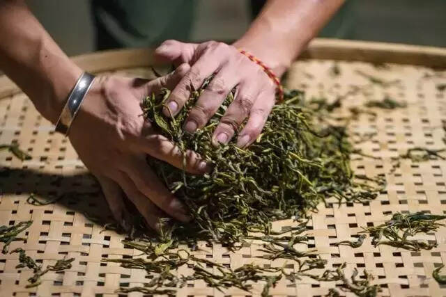 「茶工艺」普洱茶的好滋味都是“揉捻”出来的