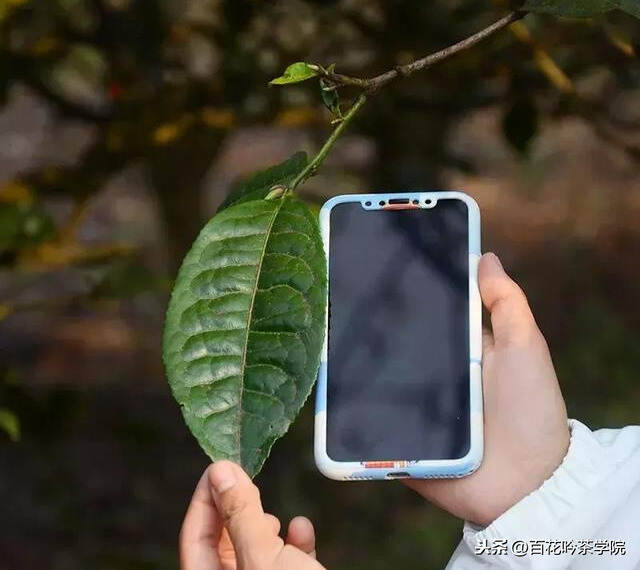 鸣凤山｜永德片区典型大叶种，种茶史可追溯唐宋