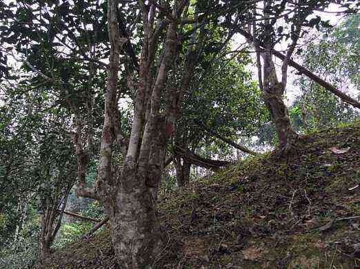 云南普洱茶区按山头分为3大茶区和25个小茶区，你知道多少？