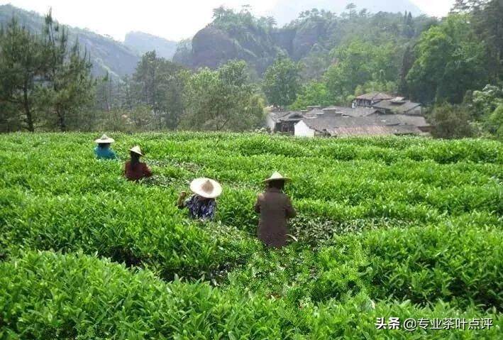 深度解析武夷岩茶之工艺篇