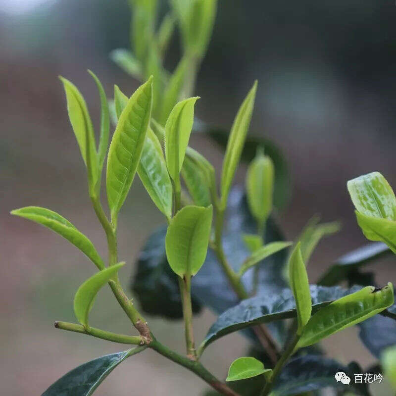 2018百花吟茶山行第六期丨走进普洱茶“王者之巅”-老班章