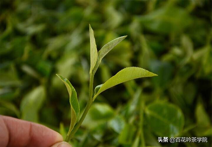 2019百花吟茶山行第十站困鹿山：深藏功与名的皇家古茶园