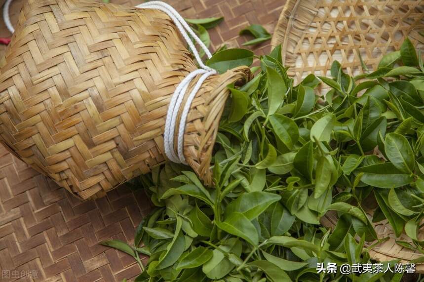 武夷岩茶的茶树品种如何分类？