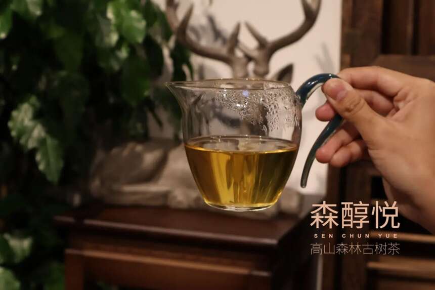 怎样才能选购到真正的冰岛古树茶？