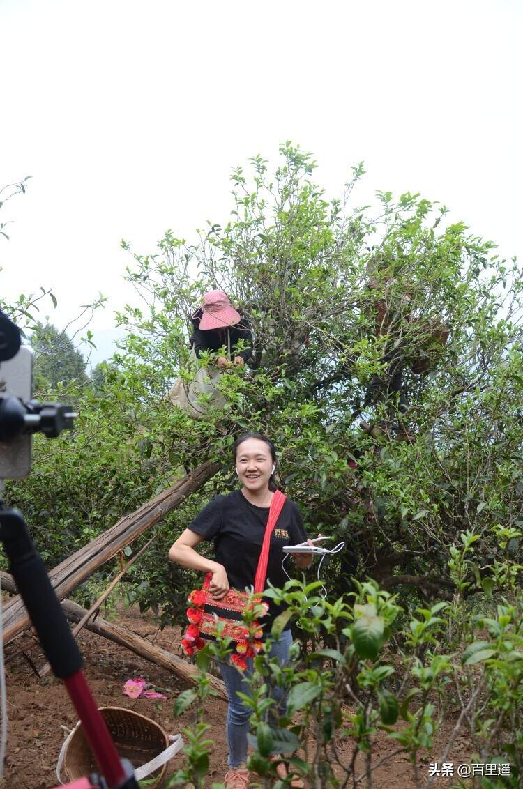 临沧未来最有可能超越冰岛的实力山头—磨烈