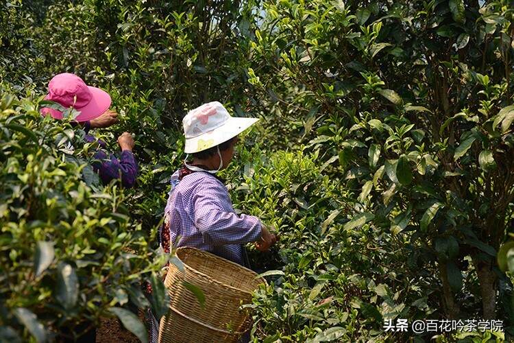 历史上的普洱茶皇家贡茶园，你知道的有多少？