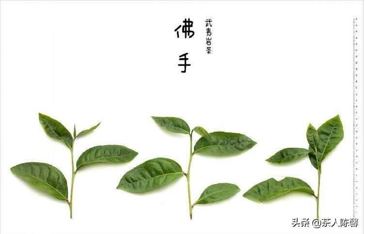 评茶篇————40，武夷岩茶 之佛手（雪梨）