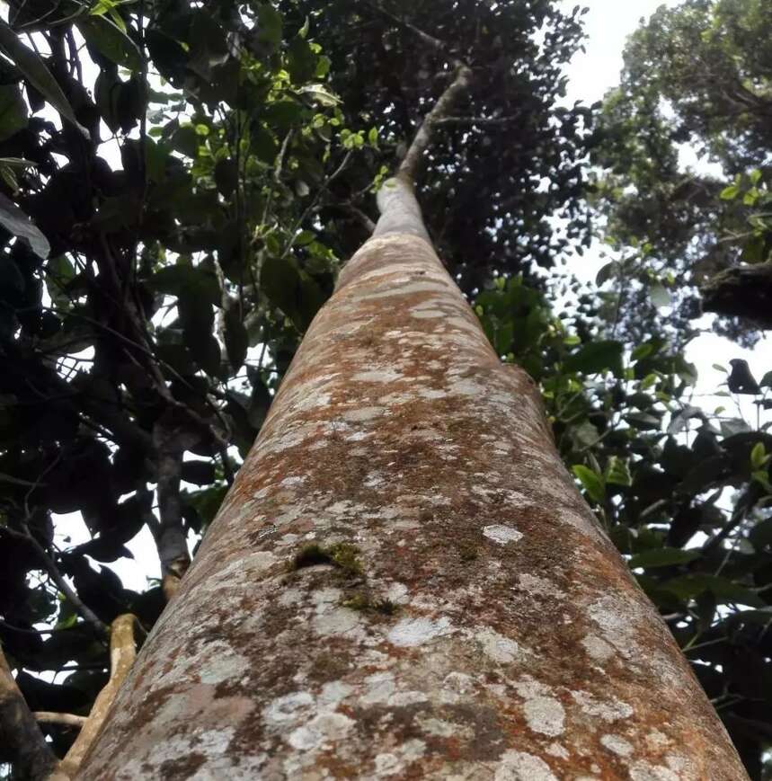 普洱茶山100讲丨第二讲版纳茶区：详解古韵易武，七村八寨