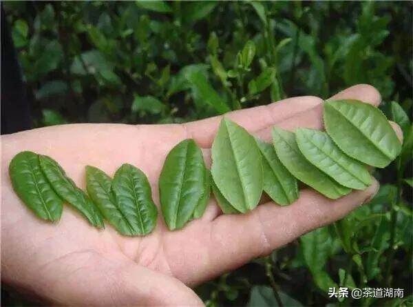 这十种“奇葩”茶，第6个很重口