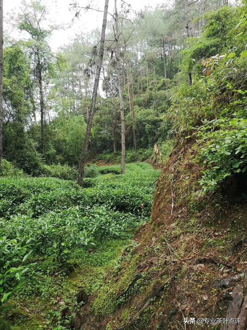 山场说：你已经不自觉的走到我的圈套中...