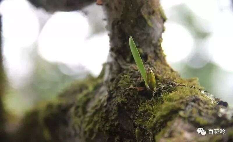 普洱茶山100讲丨第三讲版纳茶区：倚邦“有茶树、水井之地”