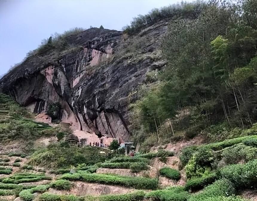 青茶 | 闽北乌龙 --- 武夷岩茶之香不过肉桂 斗茶香兮薄兰芷