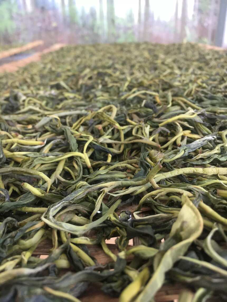 史上最全普洱茶知识