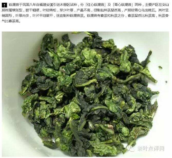 茶理王|安溪铁观音