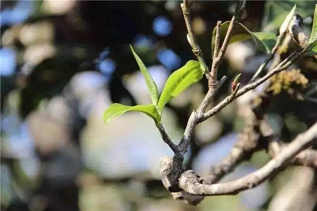 赛冰岛的小户赛，香扬鲜醇冰糖甜，生津如洪水猛兽，喝水都甜