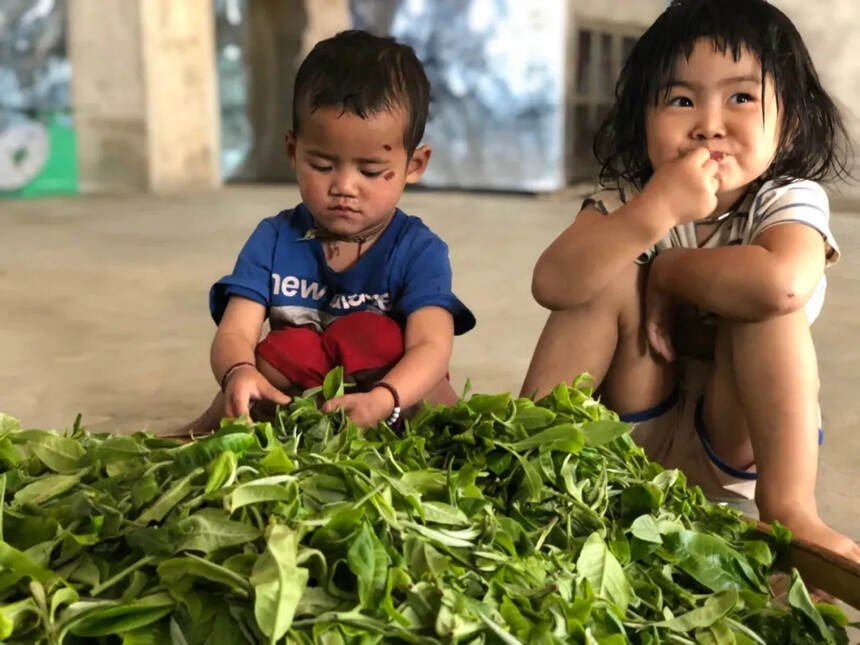 多张美图来袭！云南茶，用多样性讲述着不一样的中国故事