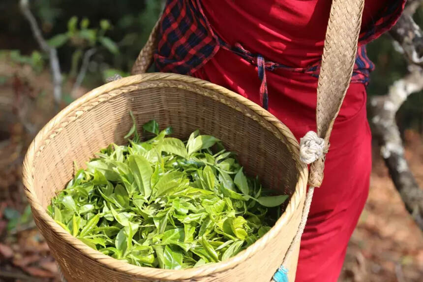 干货 | 教你如何分辨春茶、夏茶、秋茶